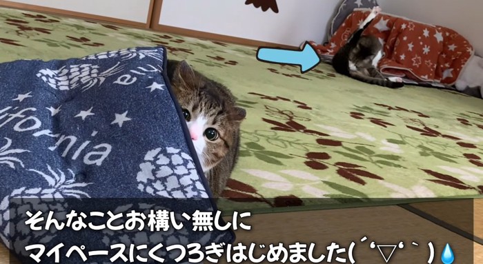 座布団の中の猫