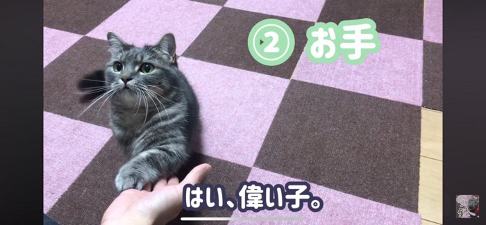 お手する猫