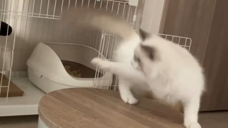 回っている猫
