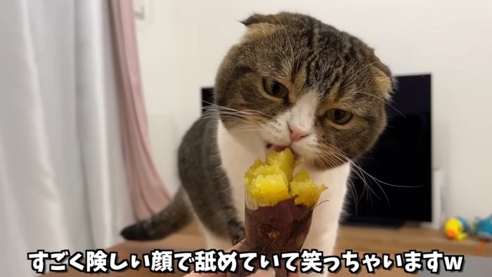 焼き芋を舐める猫