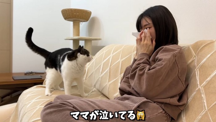 ソファーに立つ猫