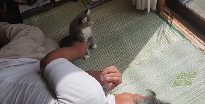 くつろぐ猫