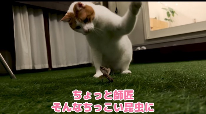 パンチする猫