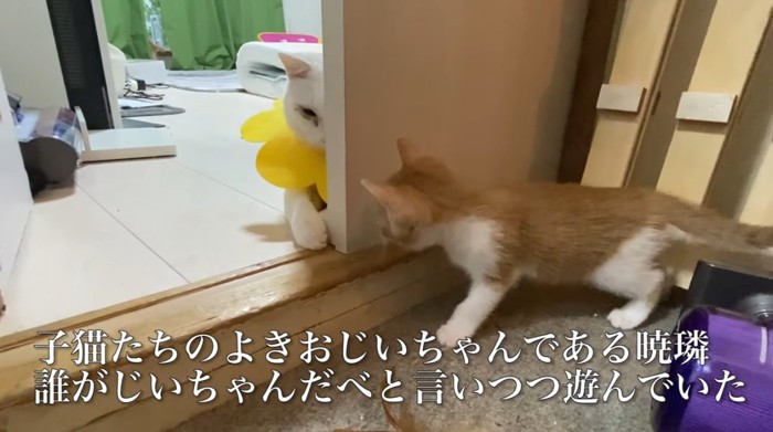 かくれんぼで遊ぶ子猫と白猫