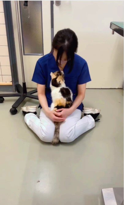 人の膝の上に乗る猫