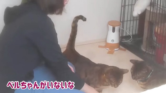 人の側にいる2匹の猫