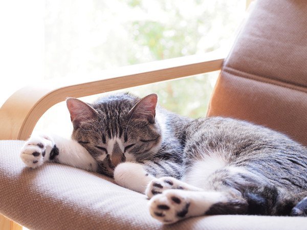 椅子でくつろぐ猫