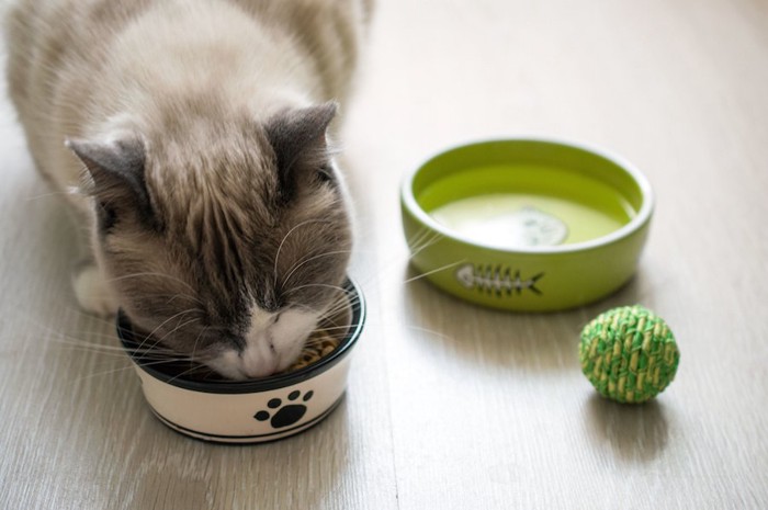 ご飯を食べる猫と器に入った水