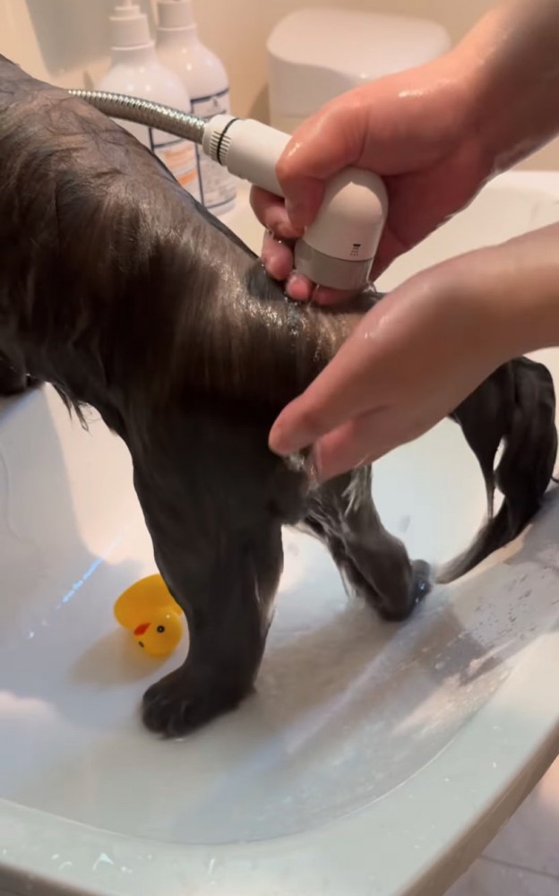 体を洗い流す猫