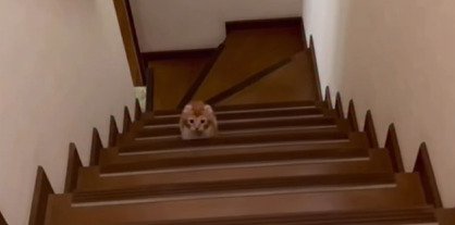階段上にいる子猫