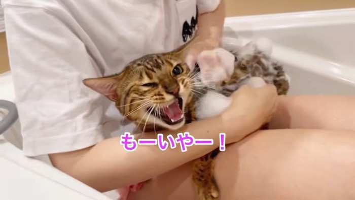 泡をつけられる猫