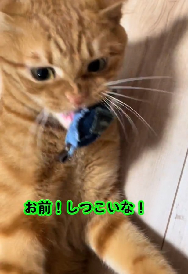 手を払いのけるトラくん