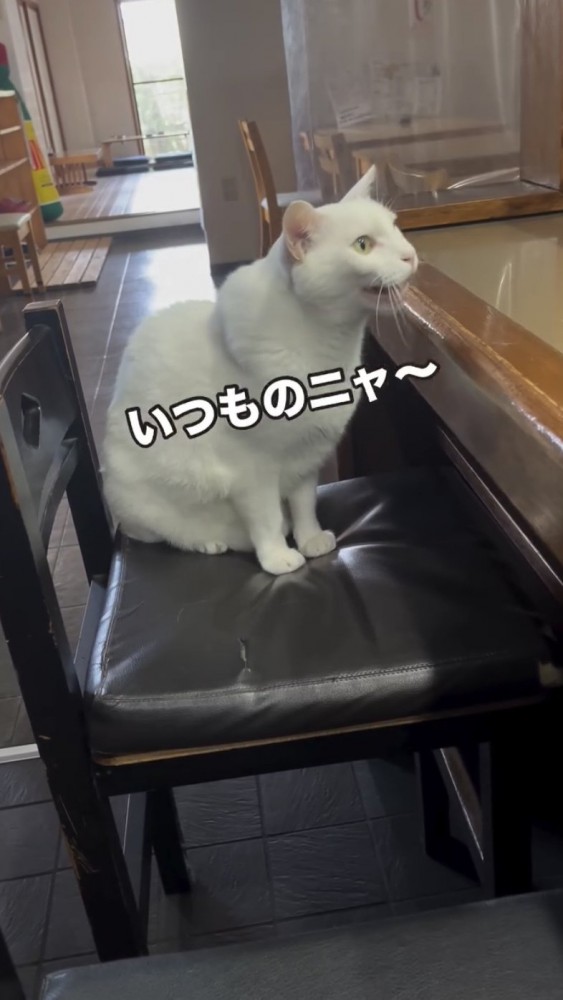 カウンター席に座る猫