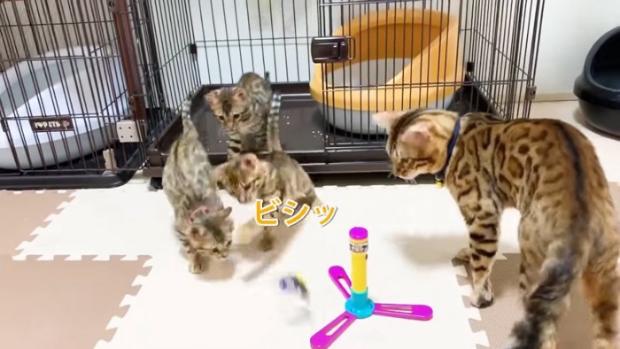 おもちゃで遊ぶ子猫たち