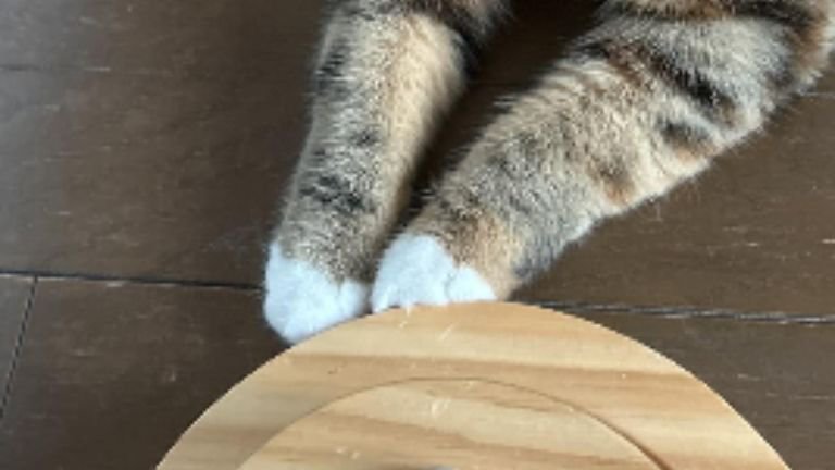 猫の手