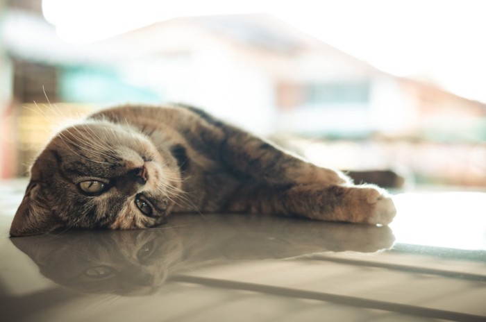 床の上で横たわる猫