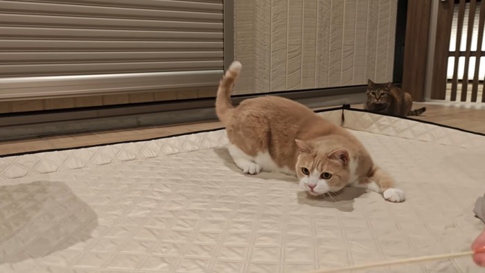 遊ぶ猫