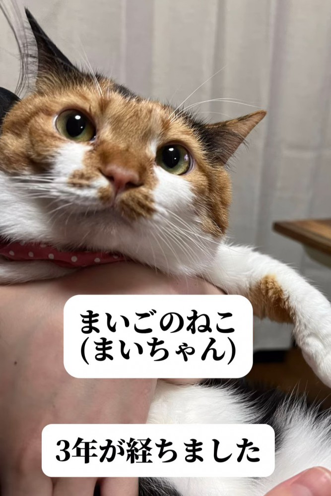 抱っこされる猫