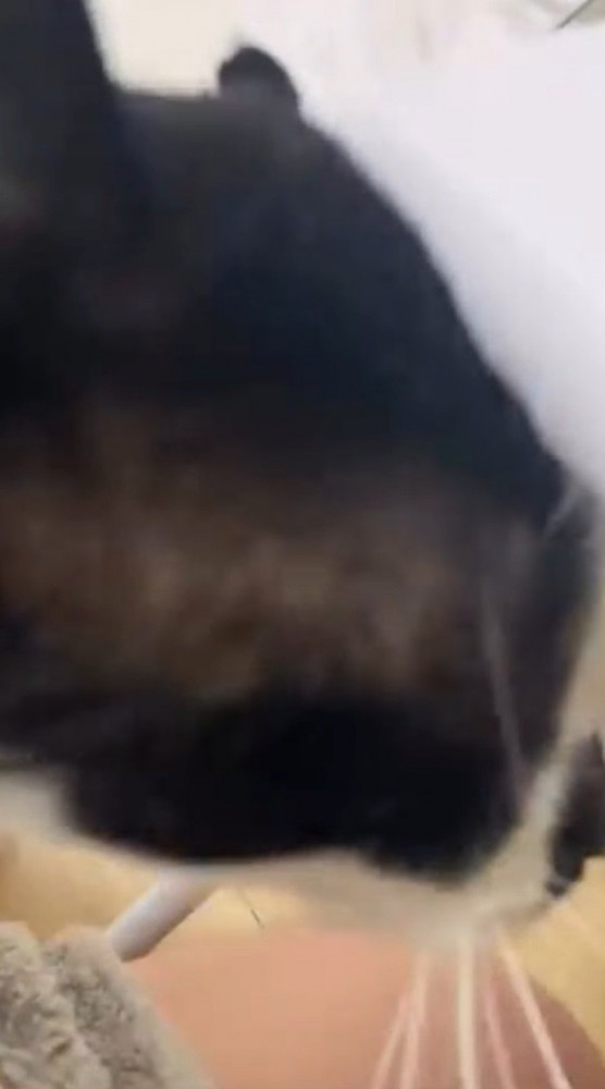 女性に近づく猫