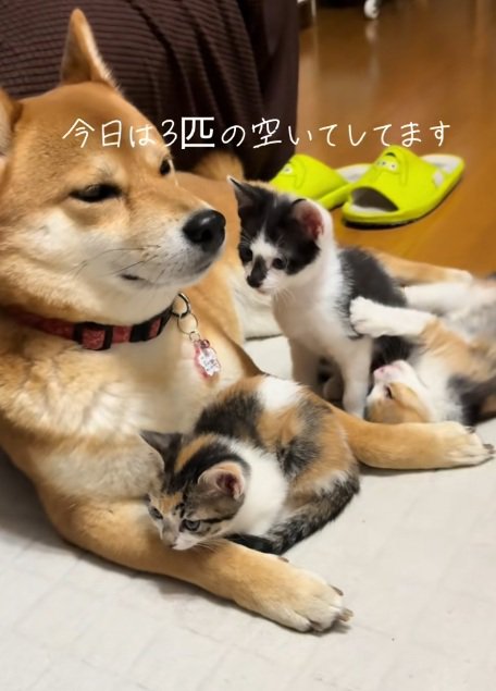 柴犬に遊んでほしい子猫たち