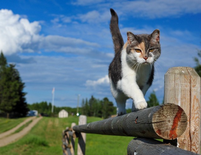 歩く猫