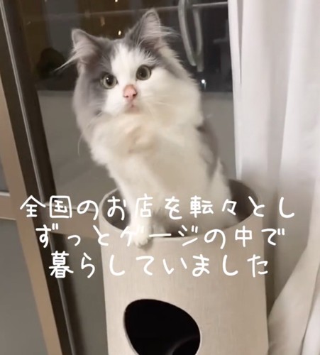 キャットタワーのあさりちゃん