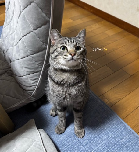 見上げる猫