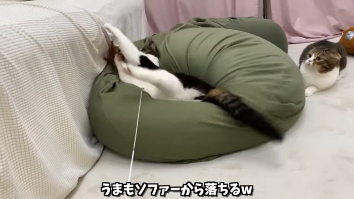 クッションの上にいる猫