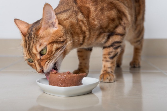 食事する猫