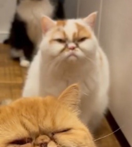 遠くを見つめる三毛猫