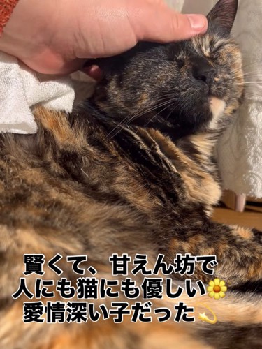 なでられる猫