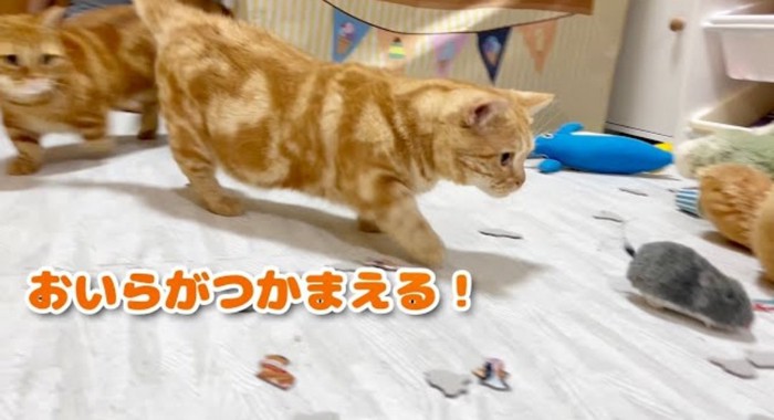 歩いている猫