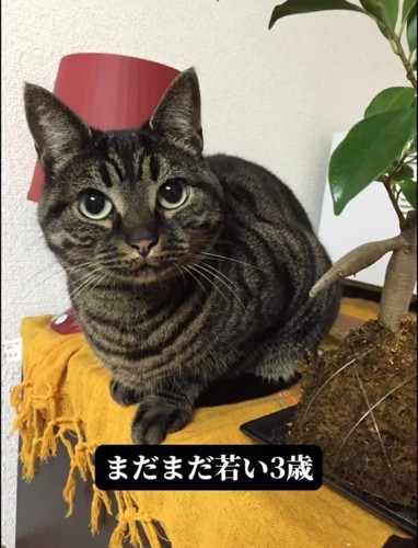 こちらを見る猫