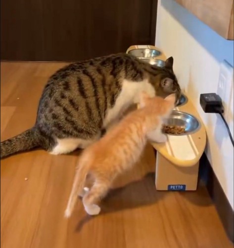 隣のご飯が気になる子猫