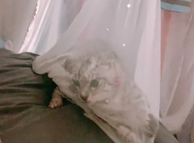 カーテンに引っかかる子猫アップ