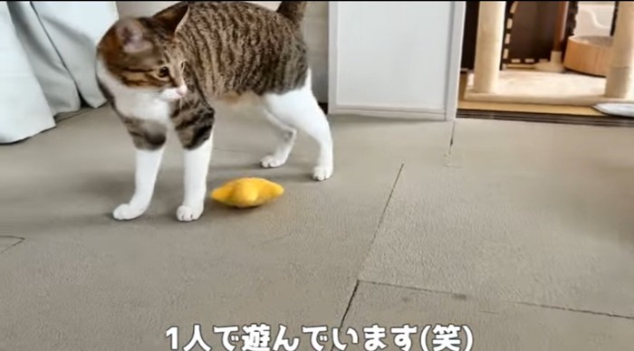 遊んでいる猫