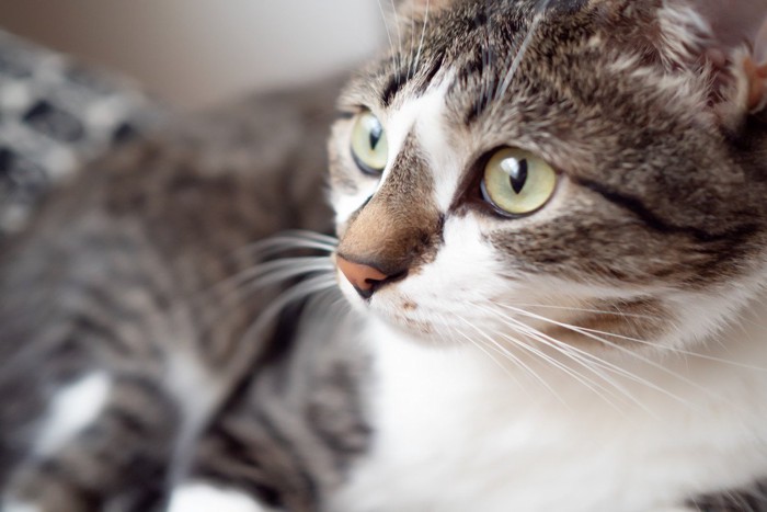 ソファの上の猫