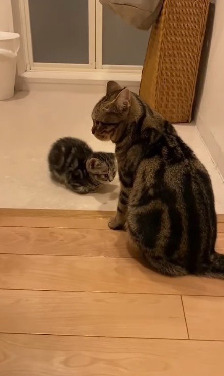 向かい合う2匹の猫