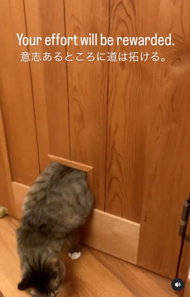 何度も体を前後に揺らす猫