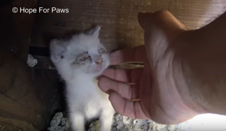 両目がふさがった白い子猫