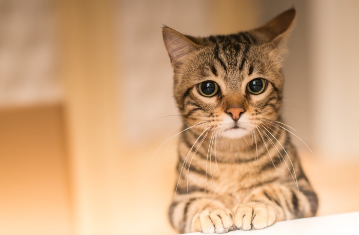 不安そうな表情を浮かべる猫