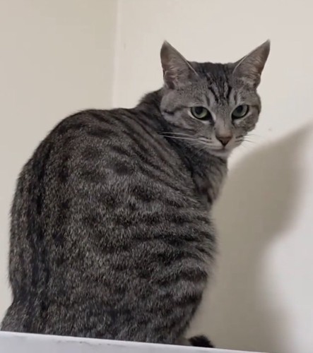 怒る猫