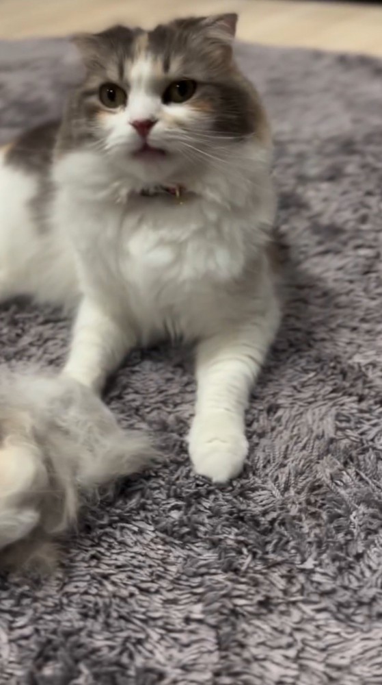 ブラッシングで抜けた自分の毛の前に座る猫