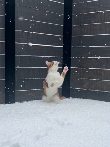 前足を上に伸ばす猫