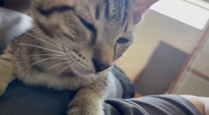 飼い主さんの膝の上にいるキジトラ猫