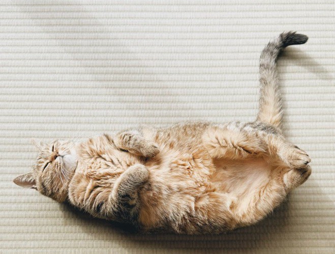 へそ天で眠る猫(全身アップ)