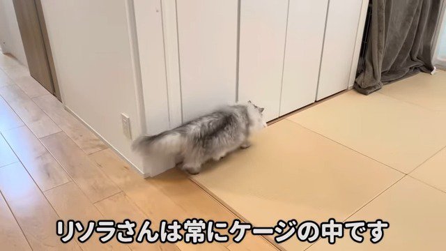 リソラちゃんにゆっくり近づくモルンくん