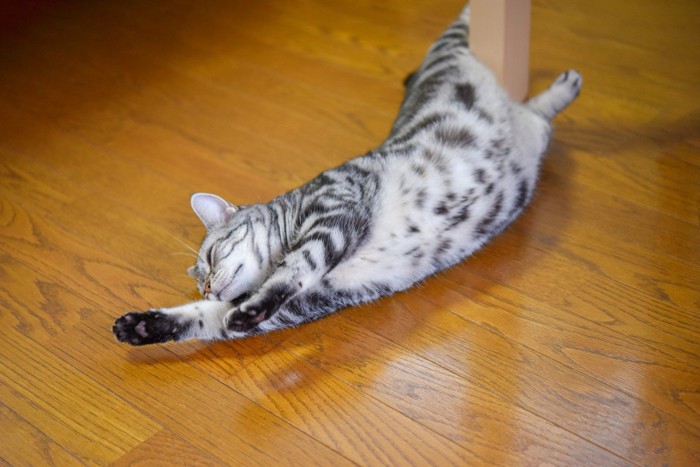 大きく伸びる猫