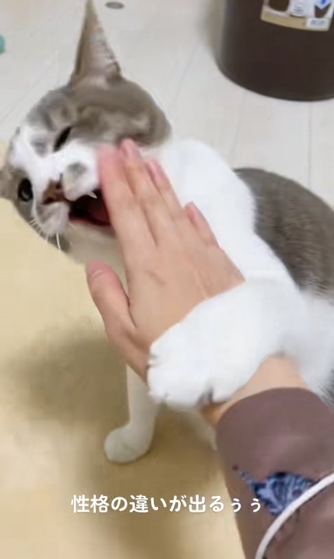 飼い主の手に前足を乗せて口を開いているサバ白