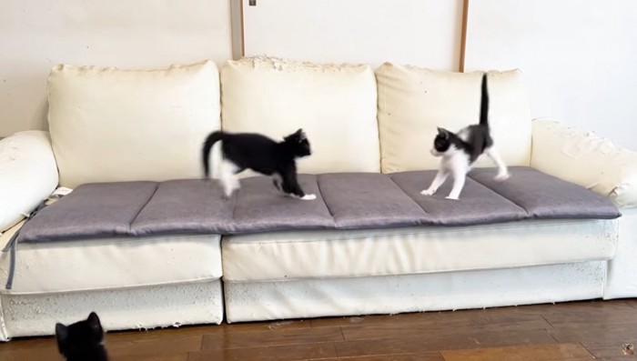 ソファの上で遊ぶ2匹の子猫